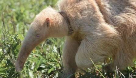 Tamanduá-bandeira albino é encontrado no Mato Grosso do Sul