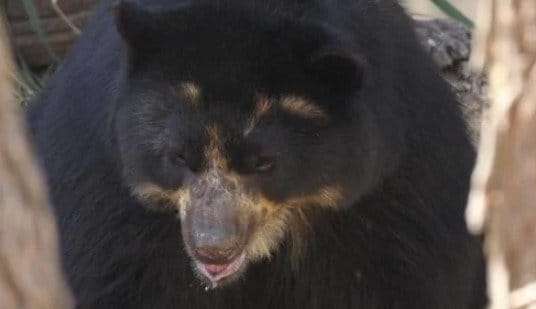 Urso-de-óculos do zoológico de Brasília morre aos 13 anos