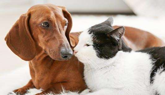 Como ser o melhor tutor para seu pet?