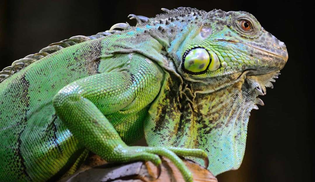O fenômeno que explica por que iguanas estão caindo das árvores em Miami