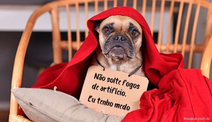 Fim do ano e pets: saiba como diminuir os danos ao seu animal de estimação