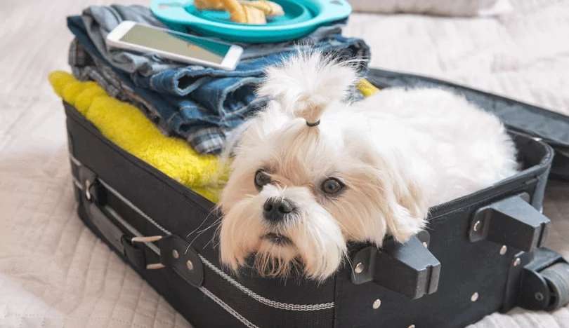 Vai aproveitar as férias para viajar? Veja dicas para garantir o bem-estar do pet