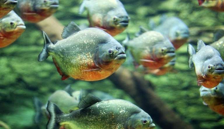 Após ataques de piranhas balneário Miguel Jorge Tablox é fechado temporariamente