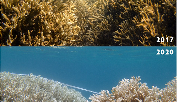 Projeto Coralizar irá iniciar a recuperação de corais na área de Tamandaré