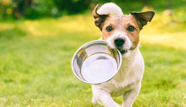Petiscos para o verão: quatro receitas caseiras para agradar seu pet