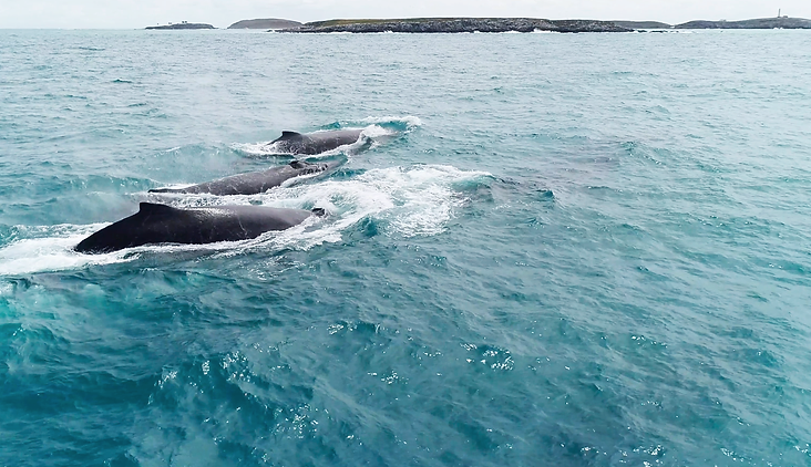 Baleia-Jubarte tem registro positivo no Brasil, após quase extinção