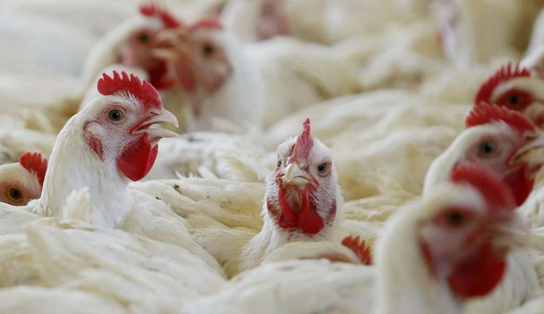 Para conter gripe aviária Japão abate mais de 9 milhões de aves