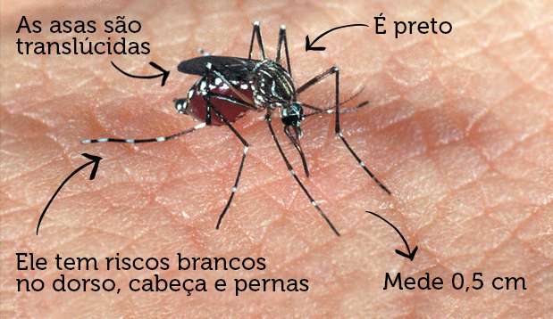 Brasil registra 1.016 casos de mortes por dengue e bate recorde histórico