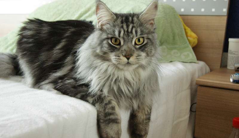 Tudo o que você precisa saber antes de ter um gato