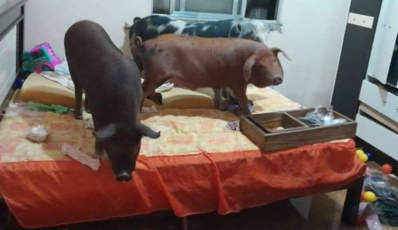 Porquinhos inteligentes fogem de alagamento em MG