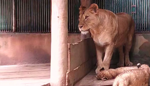 Zoológico faz análise genealógica para aumentar população de felinos