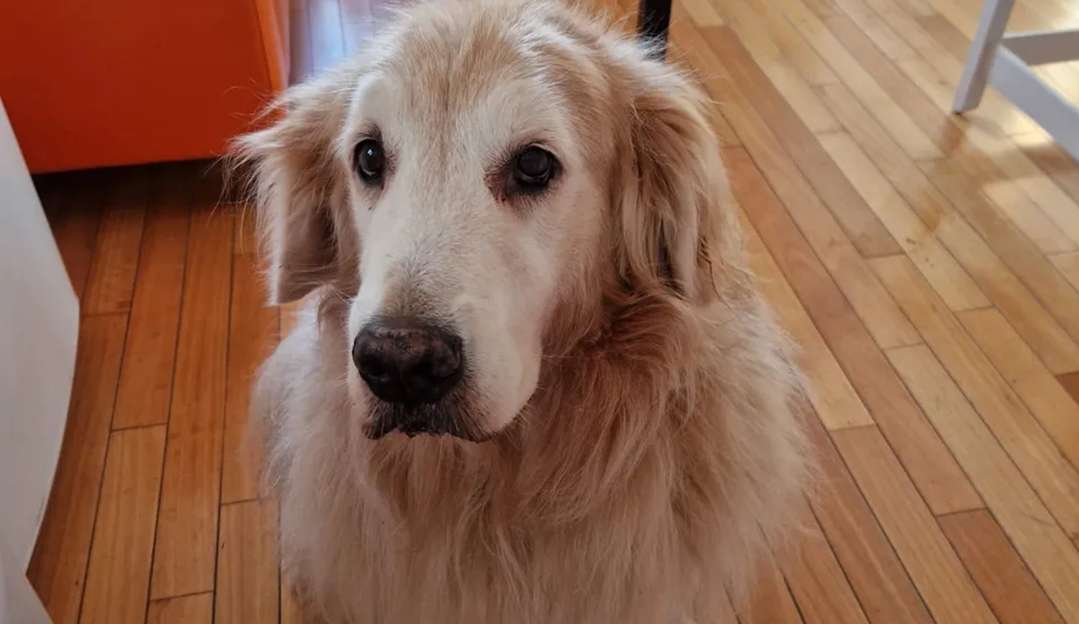 Empresa aérea que barrou cachorro em voo de Madrid para São Paulo admite erro e fará transporte do animal