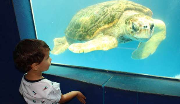 Contato humano com tartarugas pode por em risco o animal