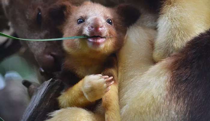 Raríssimo Canguru-arborícola nasce em zoológico inglês