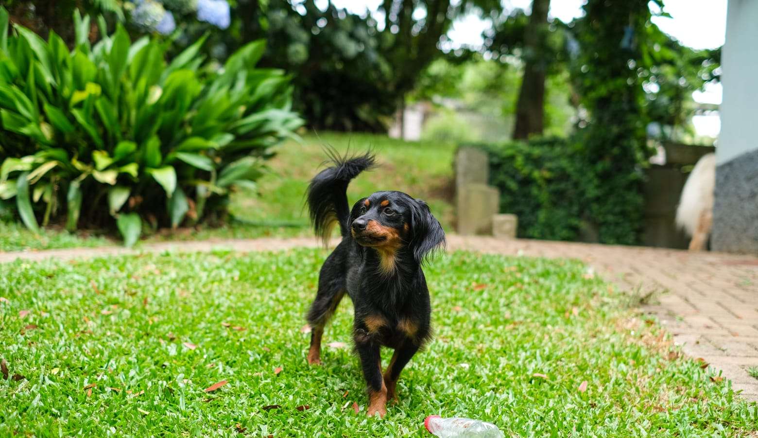 Entenda quais cuidados ter com o pet no verão