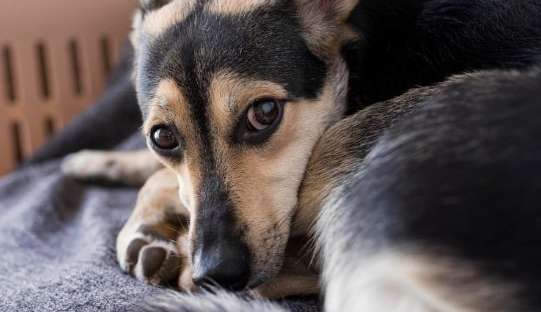 O pet morreu: o que fazer com o corpo do animal?