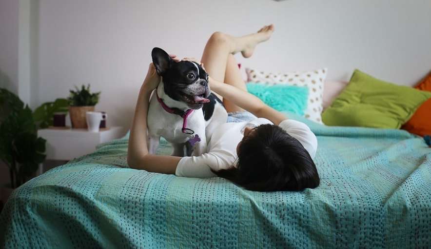 Saiba 3 cuidados necessários para quem divide a cama com os animais de estimação