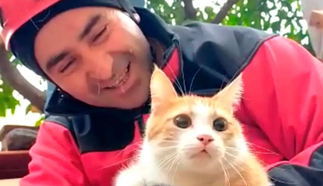 Ciência explica por que animais sentem terremotos antes dos humanos