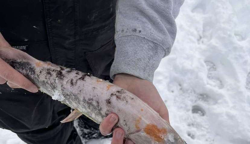 Pescador fisga peixe com condição rara