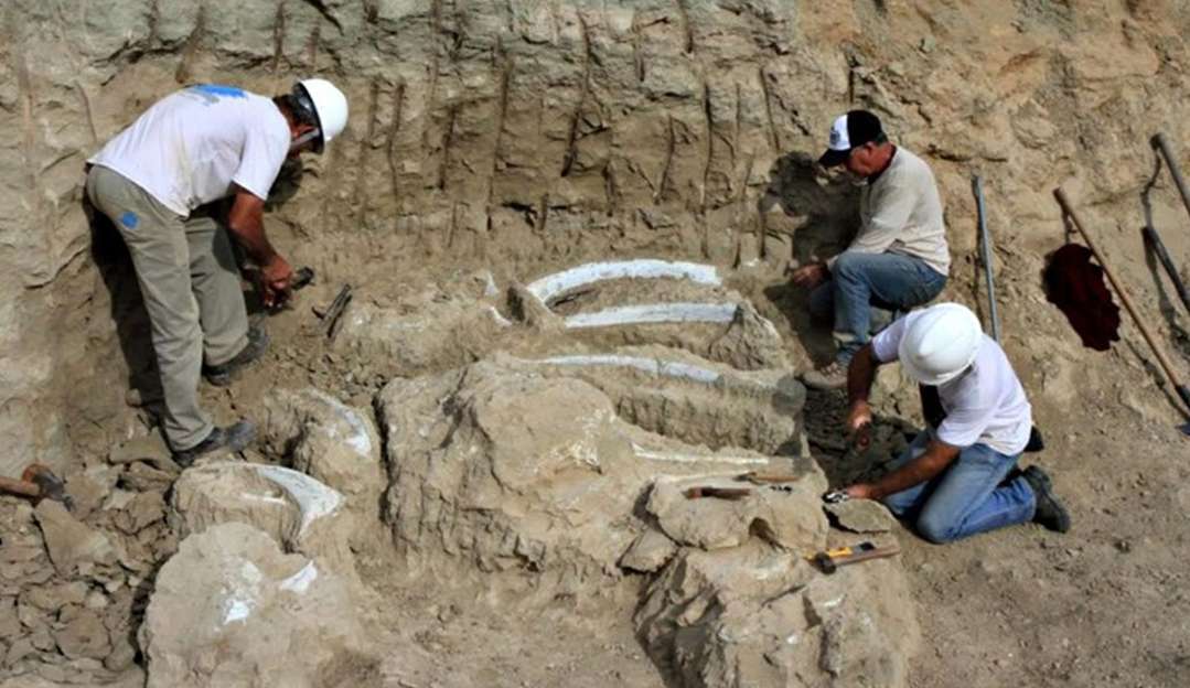 Fósseis são encontrados em obras de conjunto habitacional em Minas Gerais