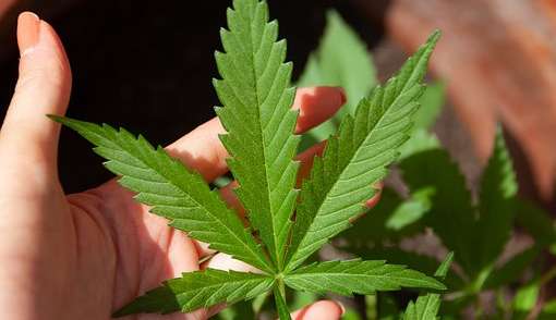 Carnaval e os cuidados com o perigo ao misturar álcool e maconha