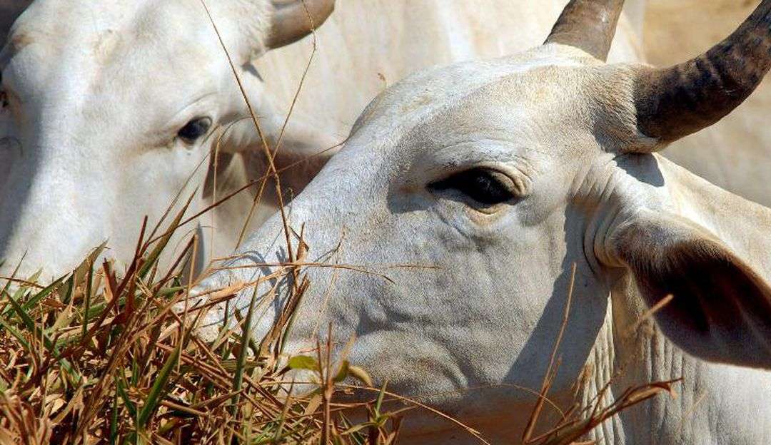 Vaca louca: Após caso confirmado da doença, Brasil suspende exportação de carne à China