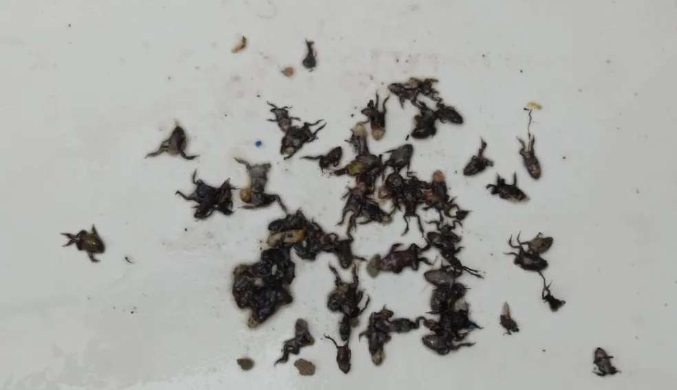 Cidade de Mirassol tem infestação de sapos e moradores se preocupam