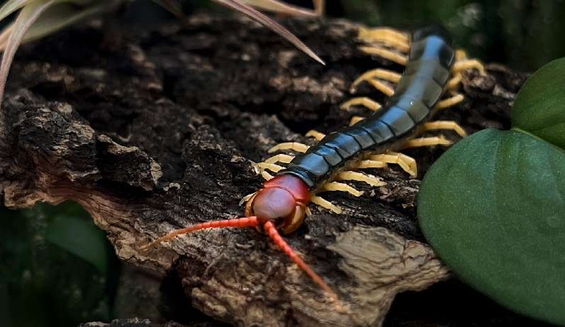 Cientistas descobrem mistério da centopeia chinesa, que apesar de cega, percebe a luz solar