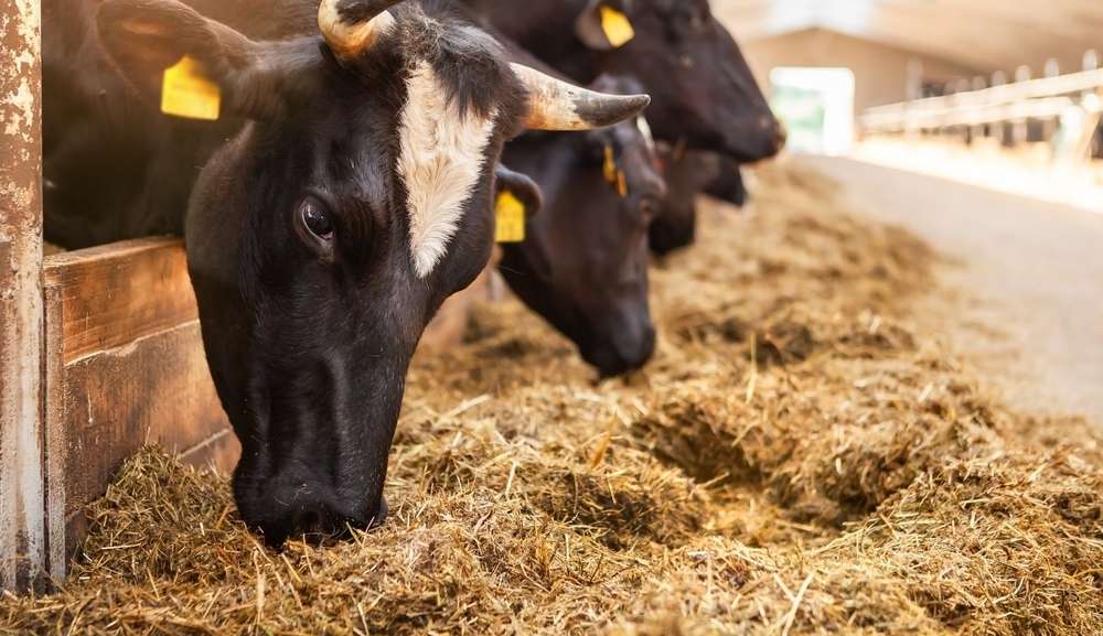 “Mal da vaca louca” porque não se preocupar com a transmissão entre humanos