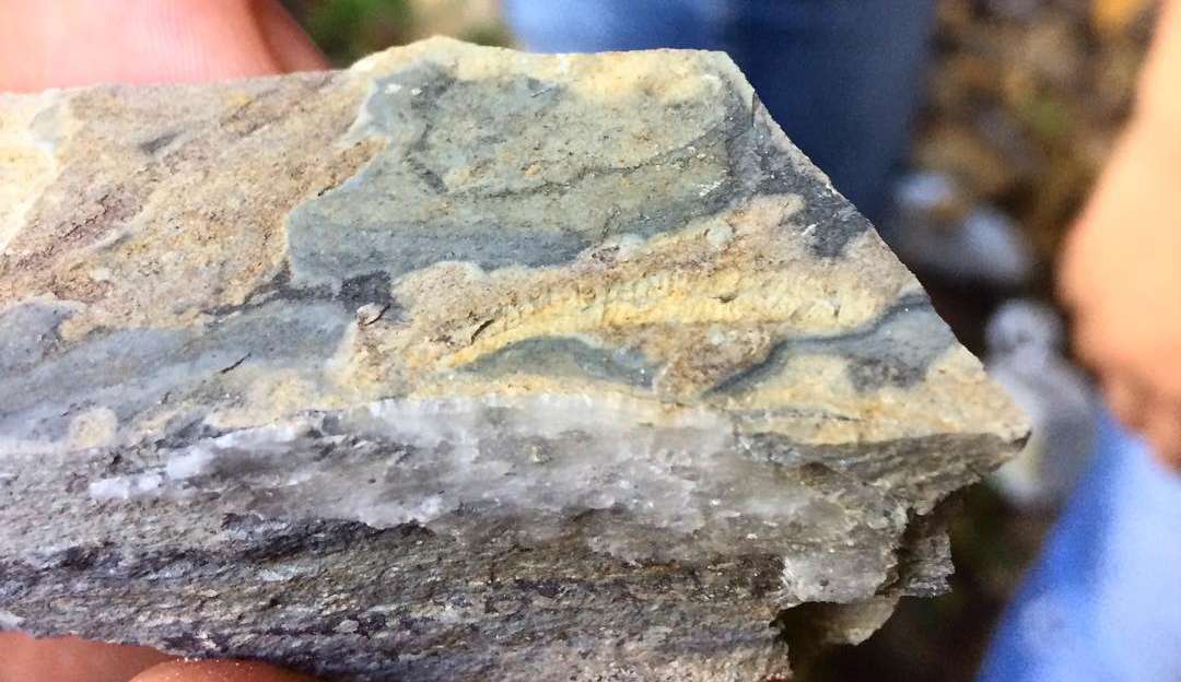 Ciência: descoberta de fóssil feita no MS muda nosso conceito de evolução