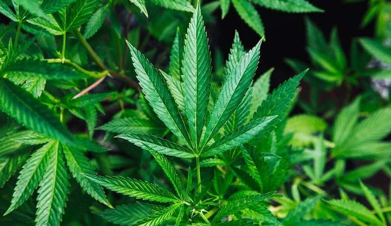 Estudos afirmam que uso da maconha pode potencializar problemas cardíacos