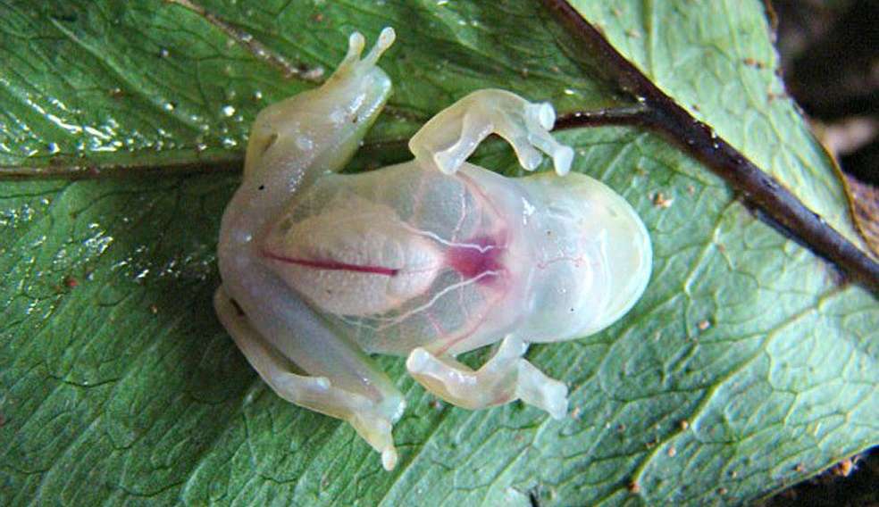 Estudo mostra como as rãs de vidro podem atingir a invisibilidade