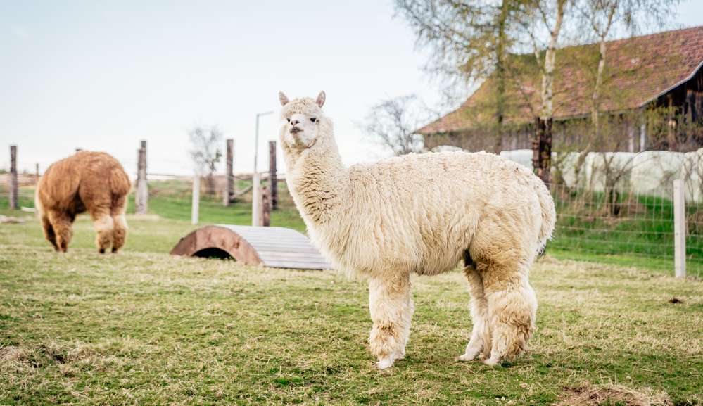 Lhama é levada a pet shop para banho e tosa