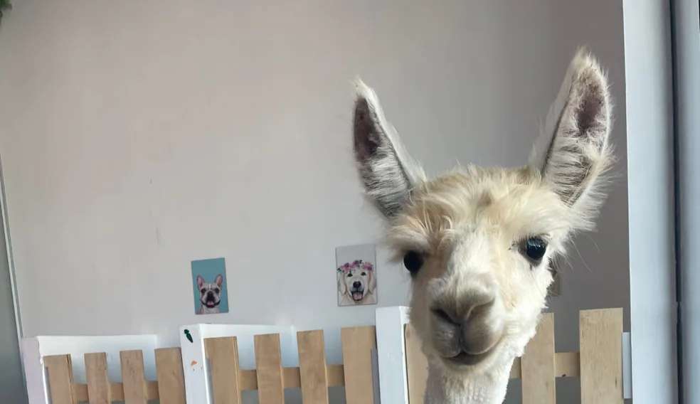 Lhama é levada para banho e tosa em pet shop de Taubaté