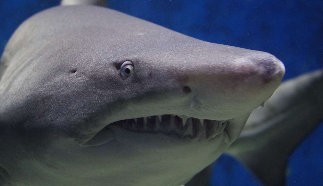 Adolescente de 14 anos é vítima de ataque de tubarão em praia de Pernambuco