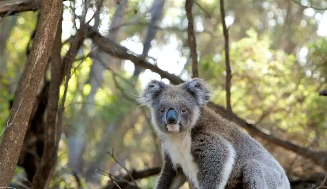 Coala invade loja na Austrália, escala pernas de atendentes e tenta escalar em funcionário