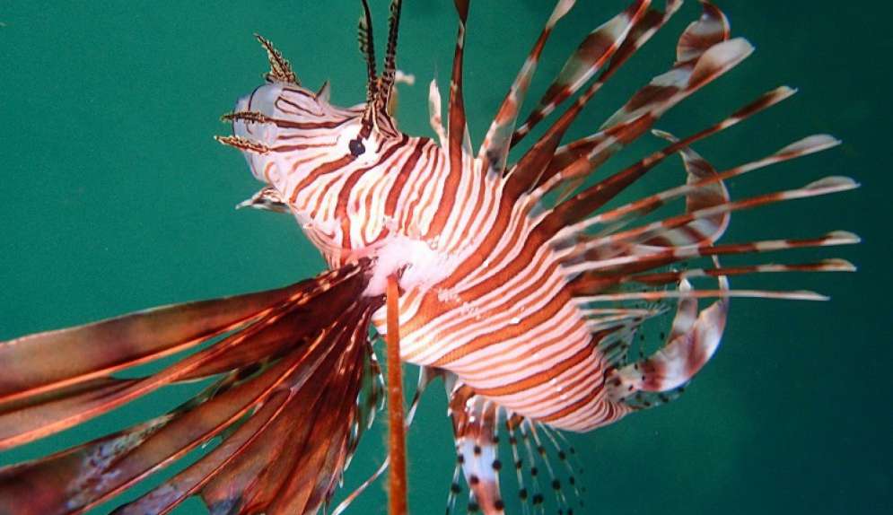 Espécie venenosa de peixe chega causando medo em Pernambuco