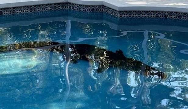 Jacaré de 3,5 metros de comprimento encontrado dentro de casa, na Flórida