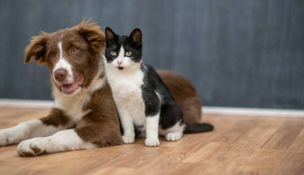 Doenças renais também podem afetar cães e gatos saiba como prevenir