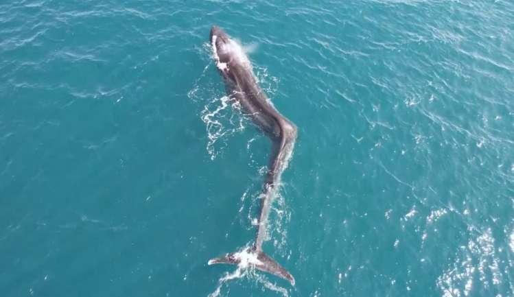 Baleia com escoliose grave foi vista na costa da Espanha