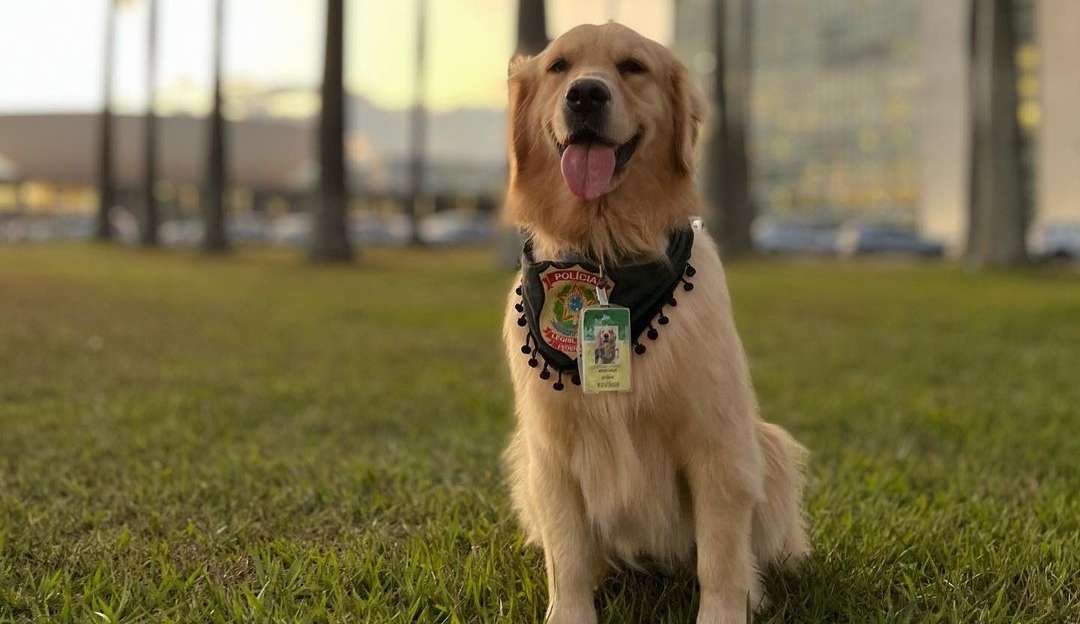 Conheça Margaux, a cadela “augente”, que participa da segurança da Câmara dos Deputados
