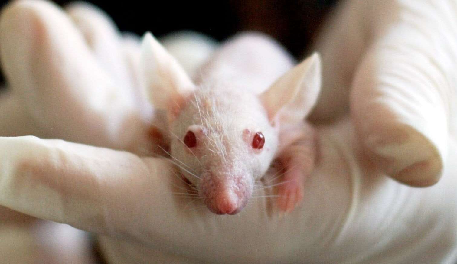 Camundongos voltam a enxergar através da tecnologia Crispr