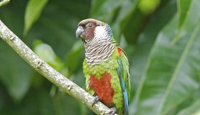 Serra no Ceará é repovoada com ave que quase entrou em extinção