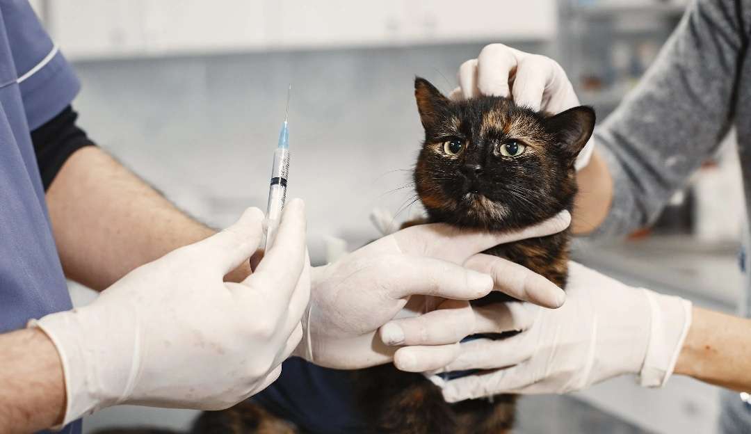 Veterinários de Maceió explicam sobre a esporotricose