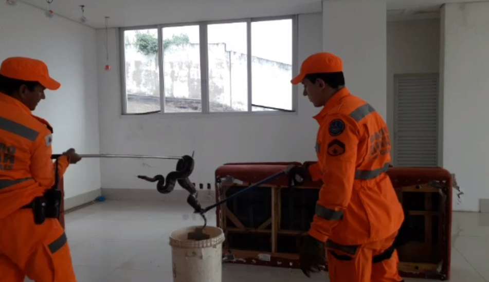 Jiboia é encontrada dentro de sofá em Minas Gerais