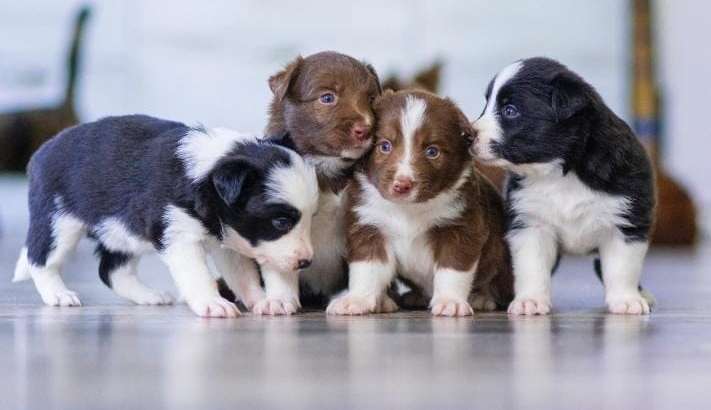 Cães filhotes são alvos fáceis para pulgas, carrapatos e vermes. Saiba prevenção