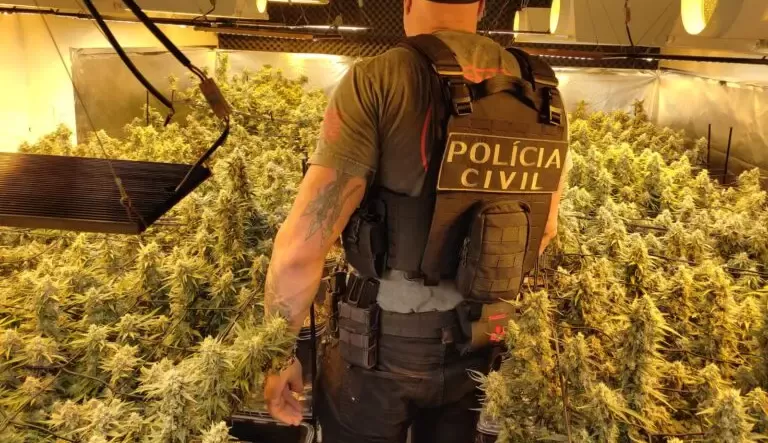 Polícia Civil de Santa Catarina apreende estufa com 60 pés de maconha