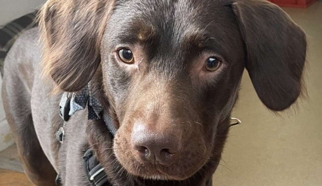 Cachorro “alcóolatra” recebe tratamento contra “vício” após dono morrer