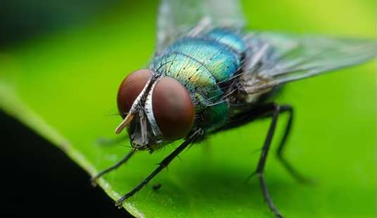 Especialistas dizem se é seguro ou não ingerir alimentos após o contato com moscas