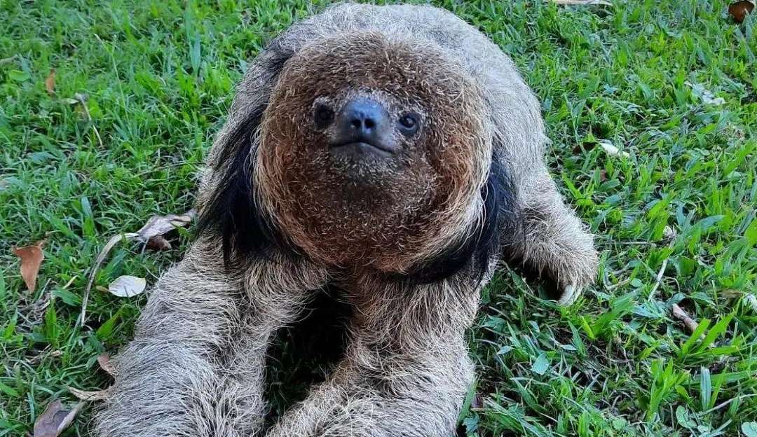 Conheça a preguiça-de-coleira, espécie que dorme até 17 horas por dia